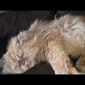 Meet your Posher, Ana